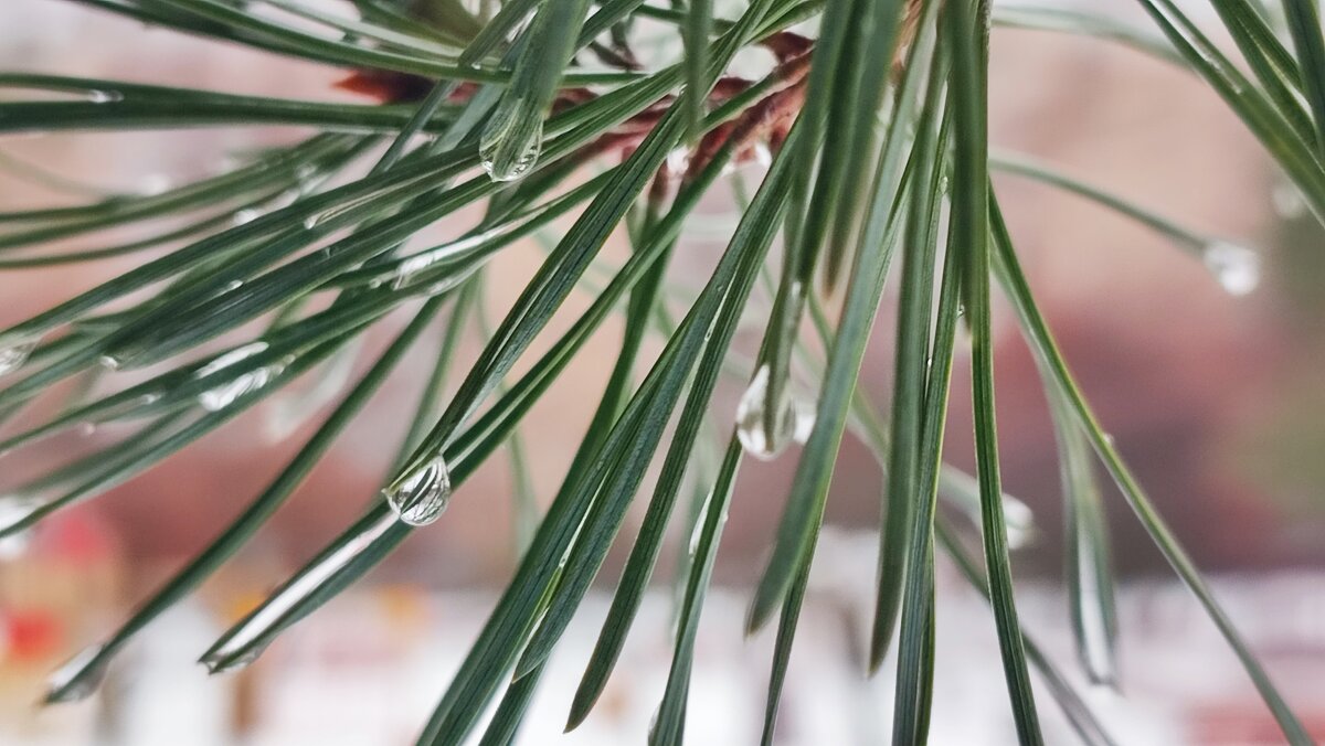 ,,, - Сергей Тимоновский