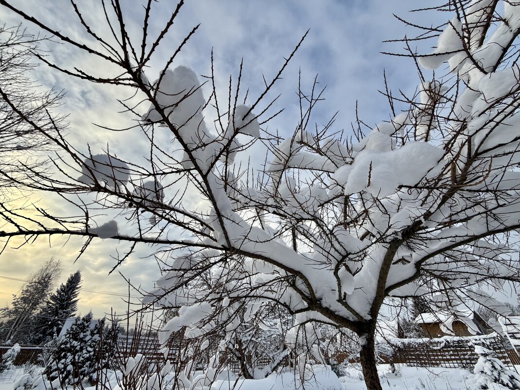 Облепиха под снежной ватой) - Любовь Облепиха под снежной ватой) - Любовь