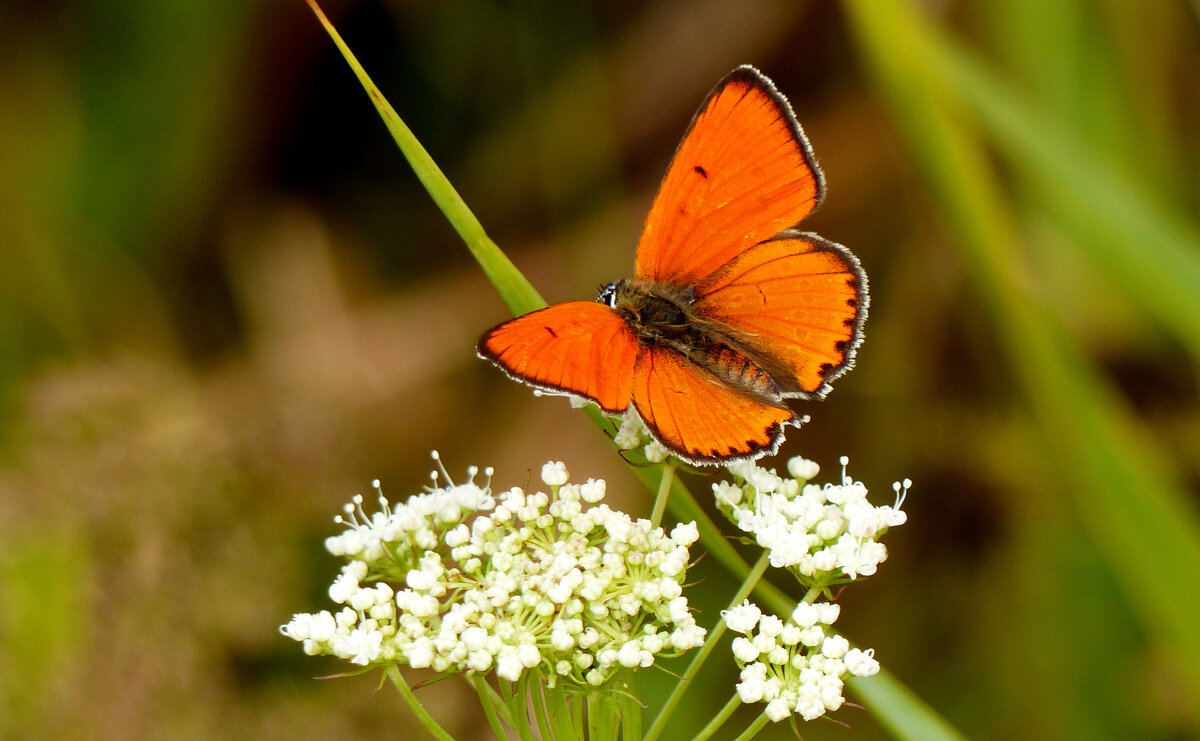 опять про бабочек...268 - Александр Прокудин