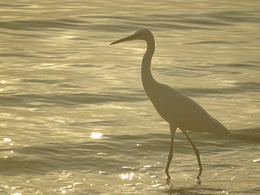*** - Иван Литвинов *** - Иван Литвинов