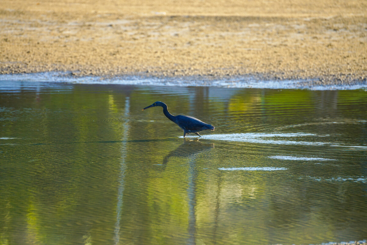 Черная цапля - Иван Литвинов