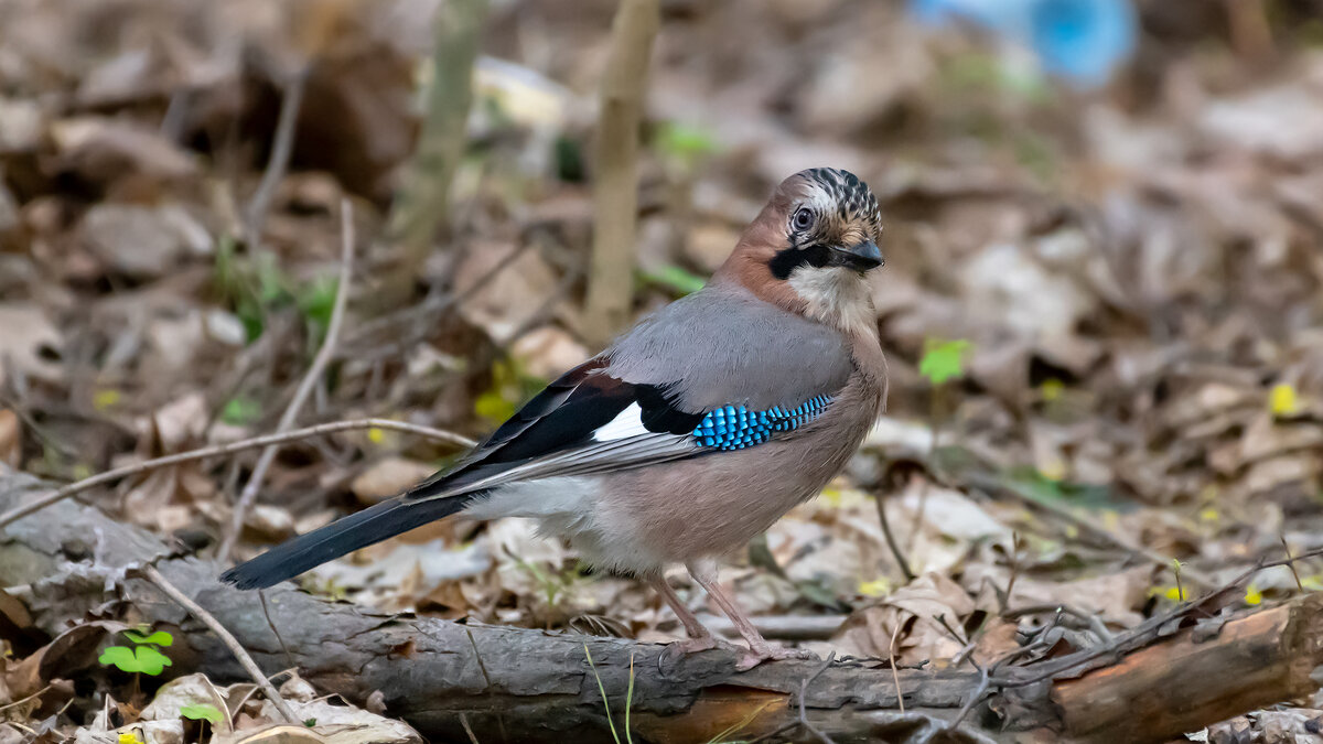 Сойка - Владимир Лазарев
