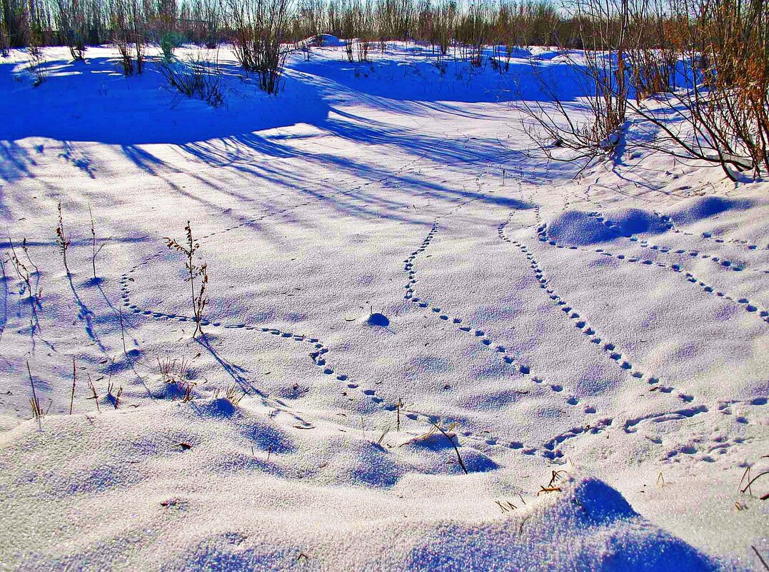 Январь..Сколько же лис тут наследило? - Владимир 