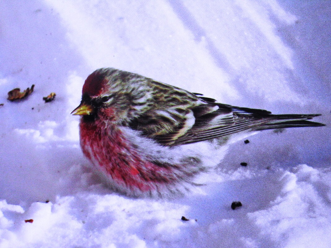 Чечётка - Людмила Смородинская