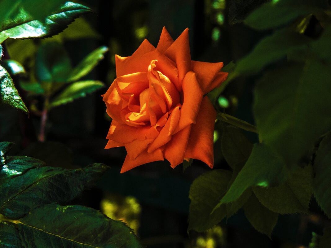 Оранжевая  Флорибунда - Валентин Семчишин