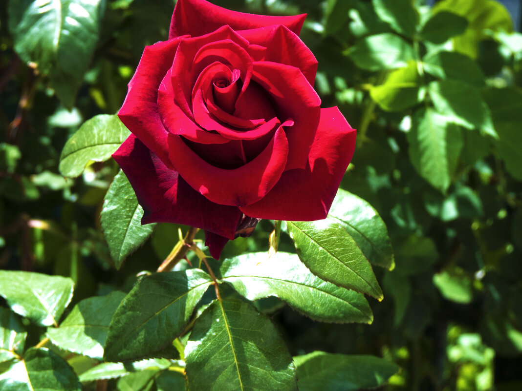 Бархатная роза - Валентин Семчишин