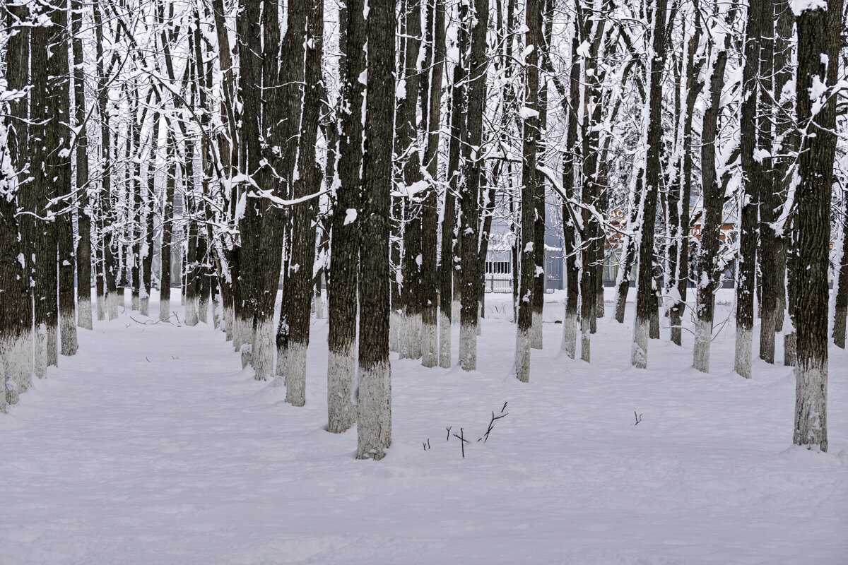 Редко у нас бывают такие зимы - Игорь Сикорский