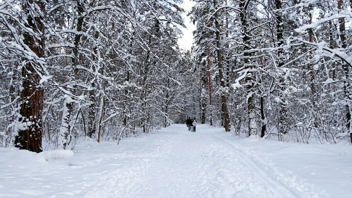 Зима в начале января (репортаж из поездок по области). - Милешкин Владимир Алексеевич 
