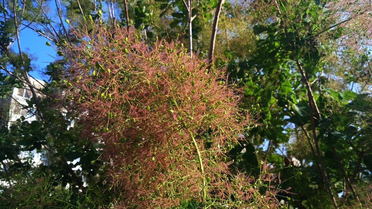 июнь - Елена Шаламова