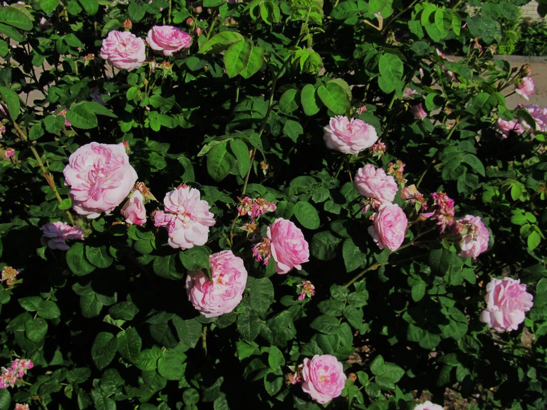 июнь - Елена Шаламова