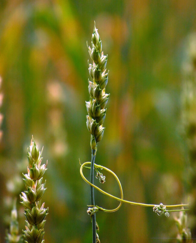 КОЛОСОК В АРКАНЕ. - nadyasilyuk Вознюк