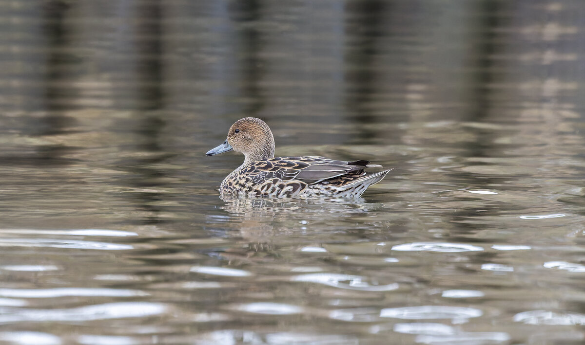 шилохвост самка. - юрий макаров