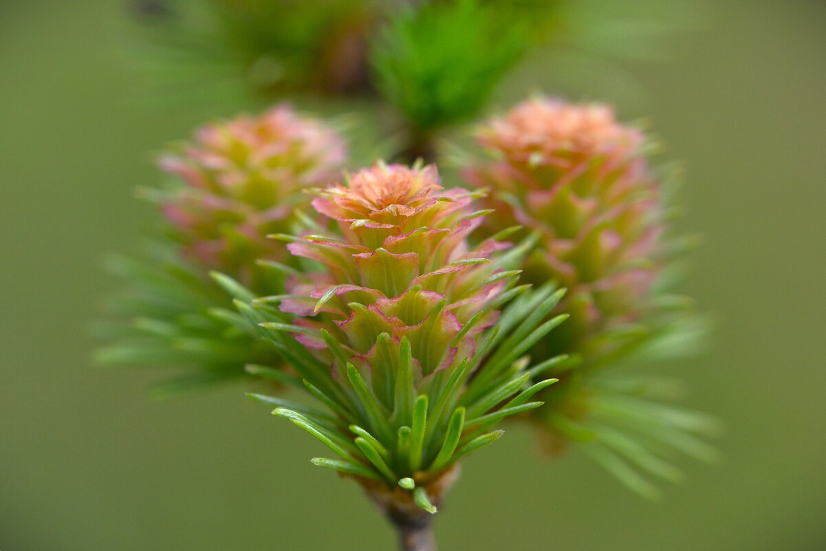Лиственница - Константин Анисимов