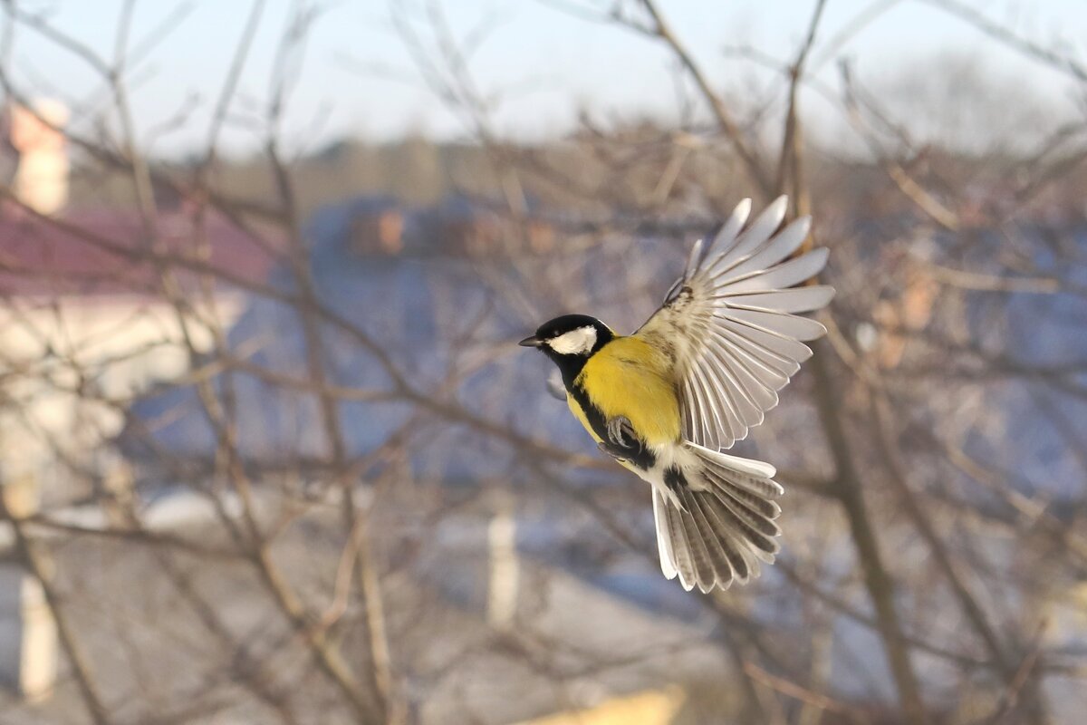 Красивый полёт и душа поёт. - Татьяна Бравая