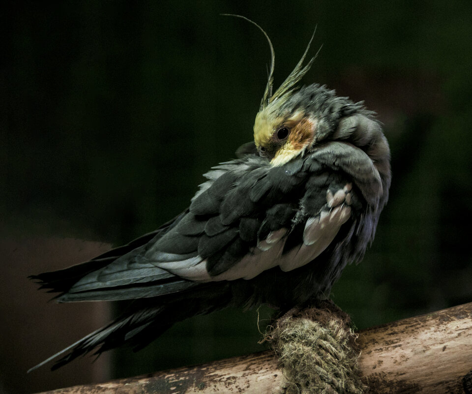 КЕША - Владимир Максимов