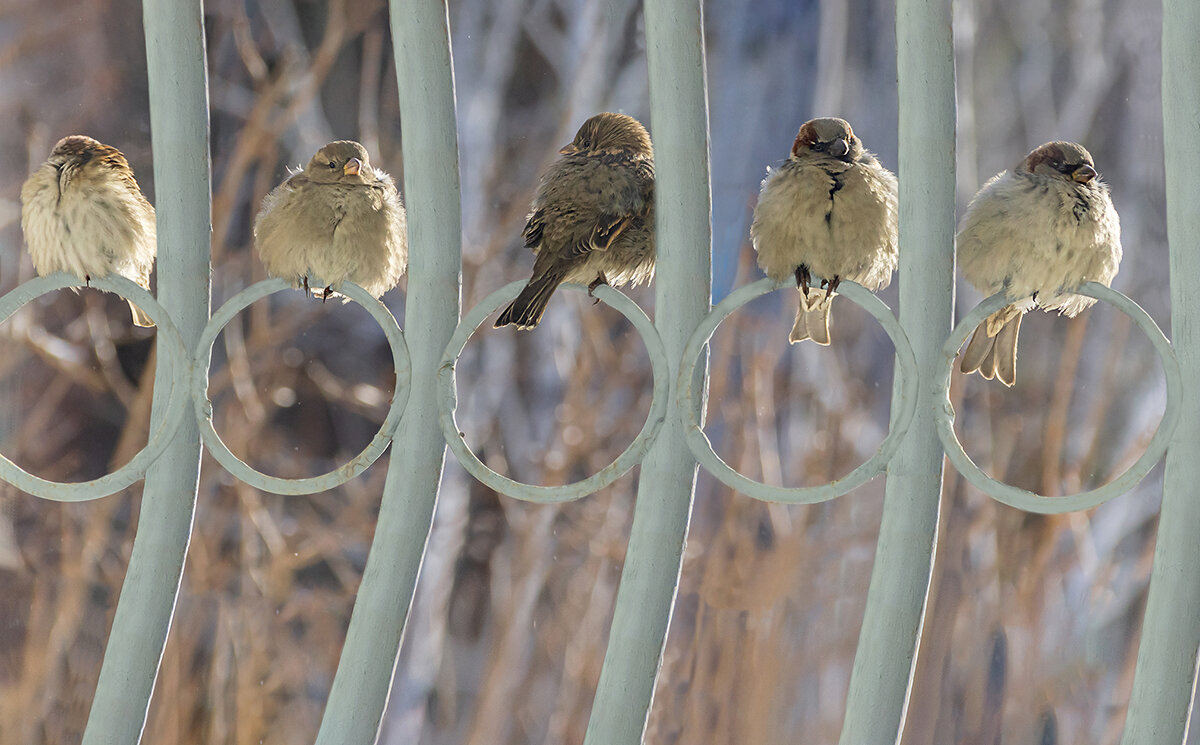 У каждого свой "шесток" - Ирина Коледова