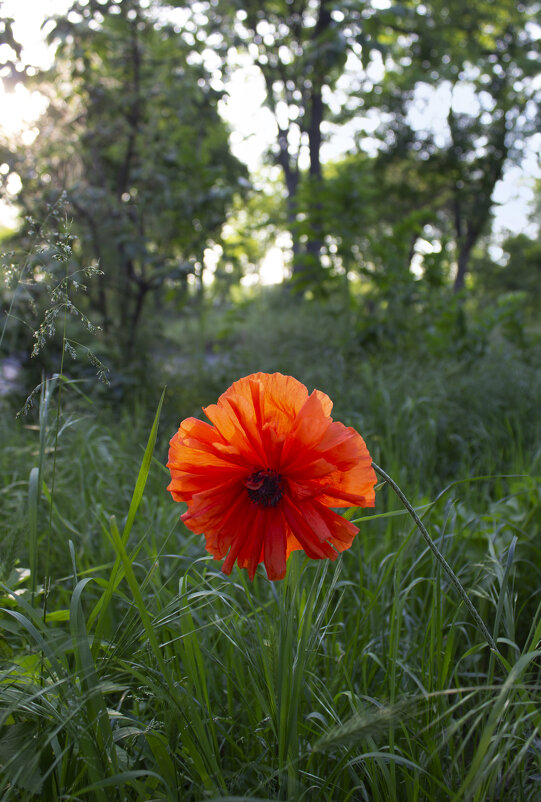 Мак. - Александр. AVG100 ---
