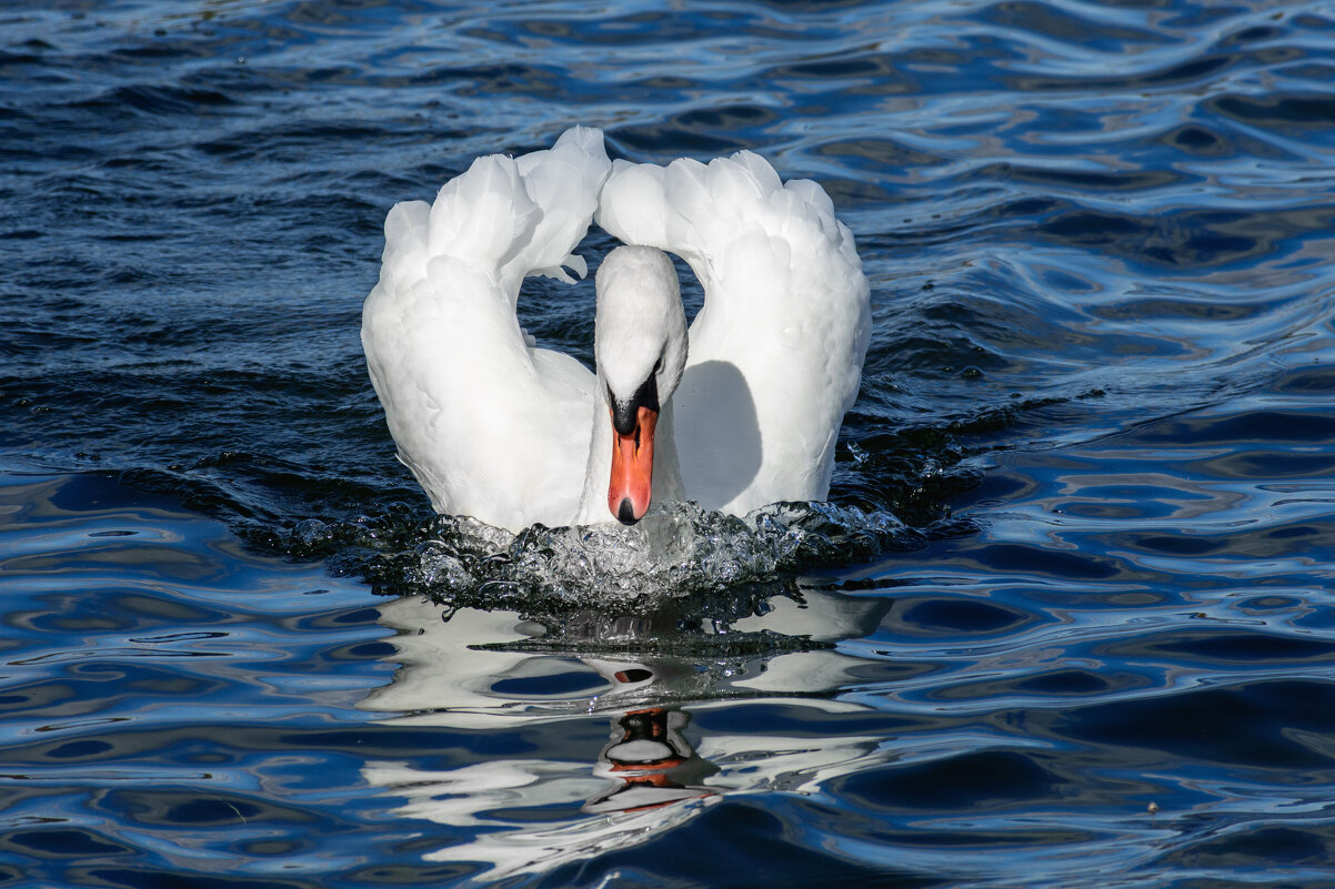 Красавец - Александр Тихомиров Красавец - Александр Тихомиров