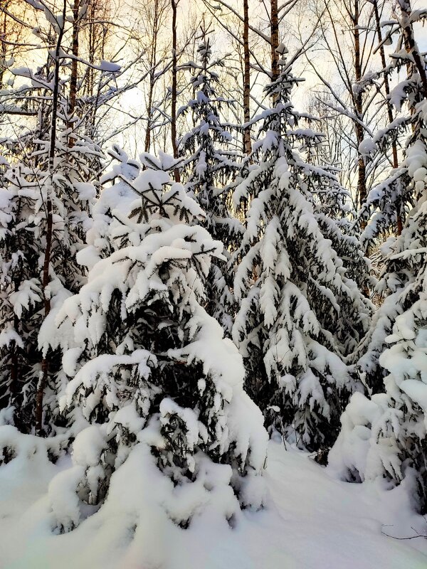 Заснеженные елочки - Ирина 