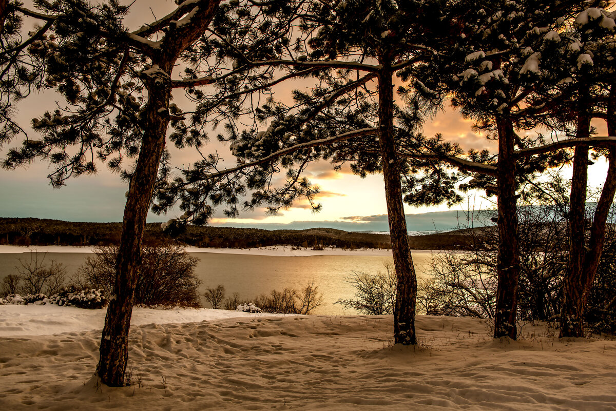 Сосновая роща. - Сергей Воротников