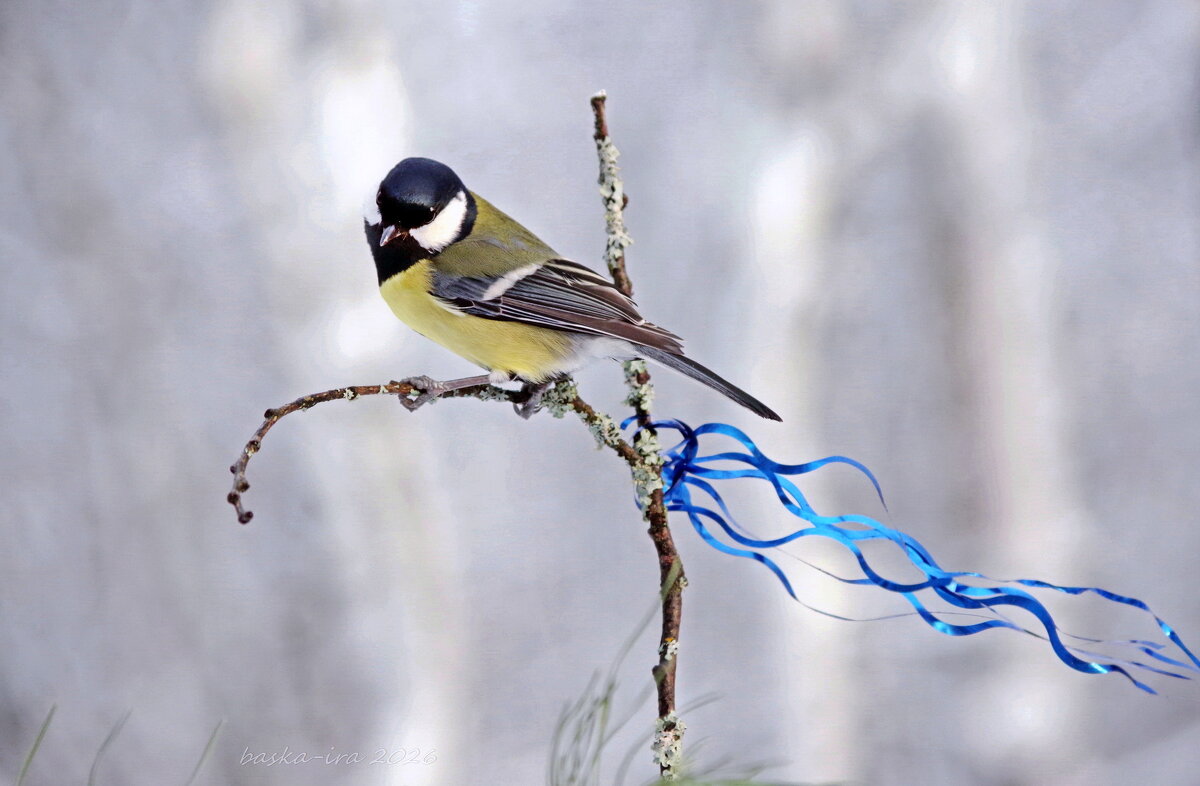 Птица счастья завтрашнего дня - Ирина Баскакова