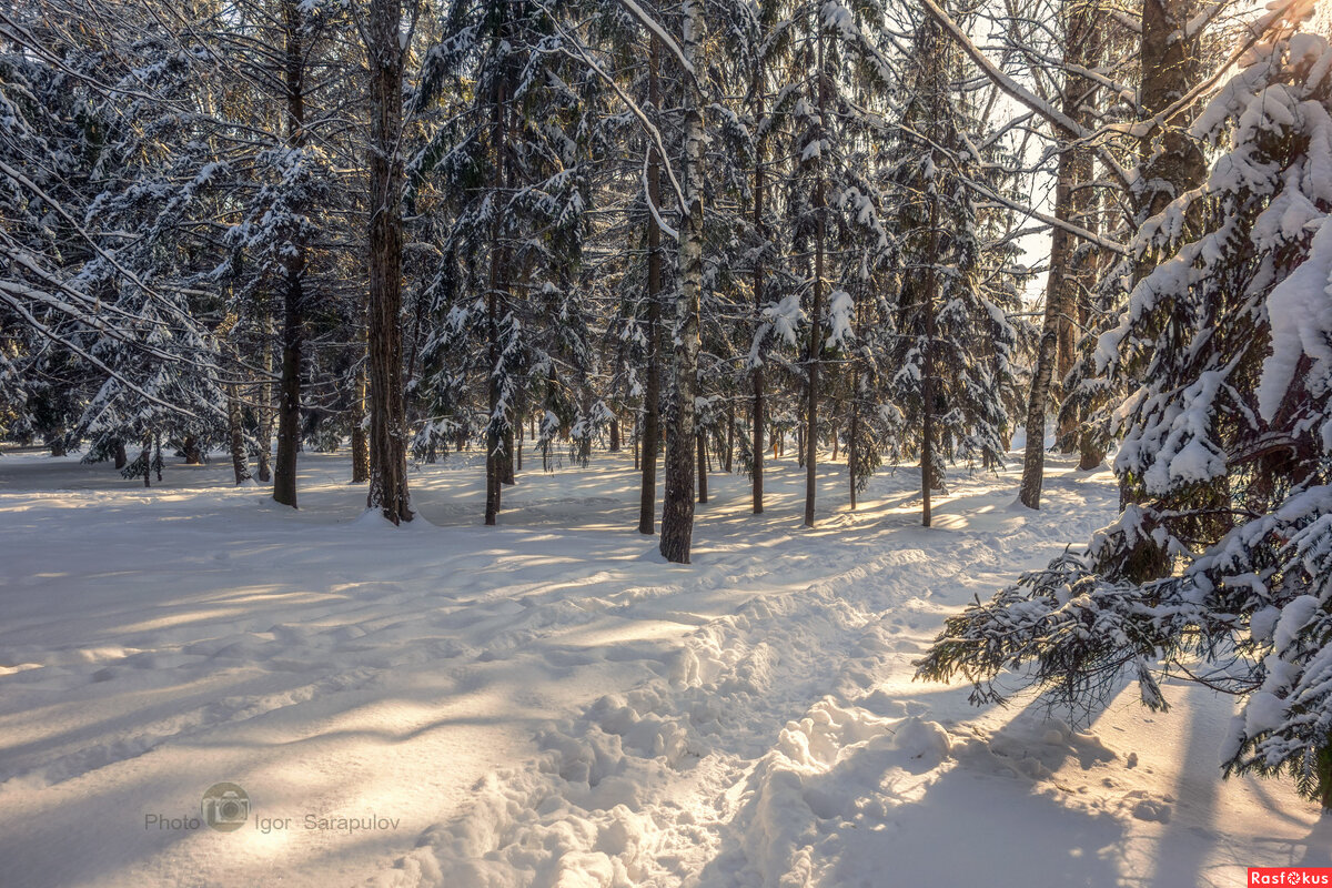 Зимний , солнечный денек - Игорь Сарапулов