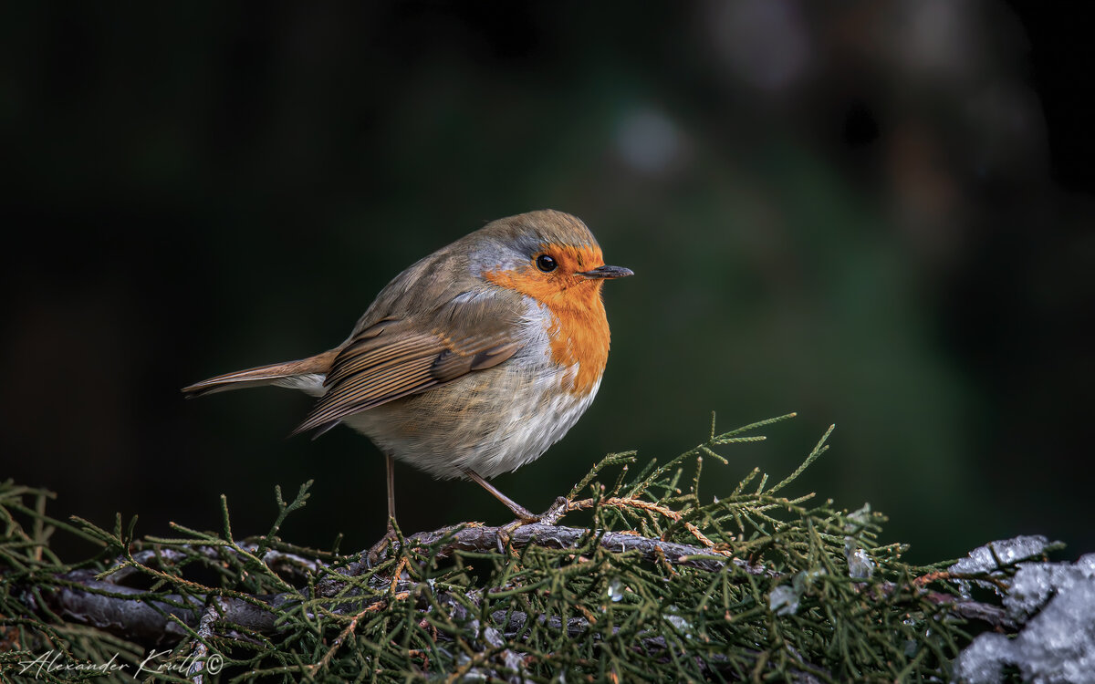 Пухлячок - Александр К. Пухлячок - Александр К.