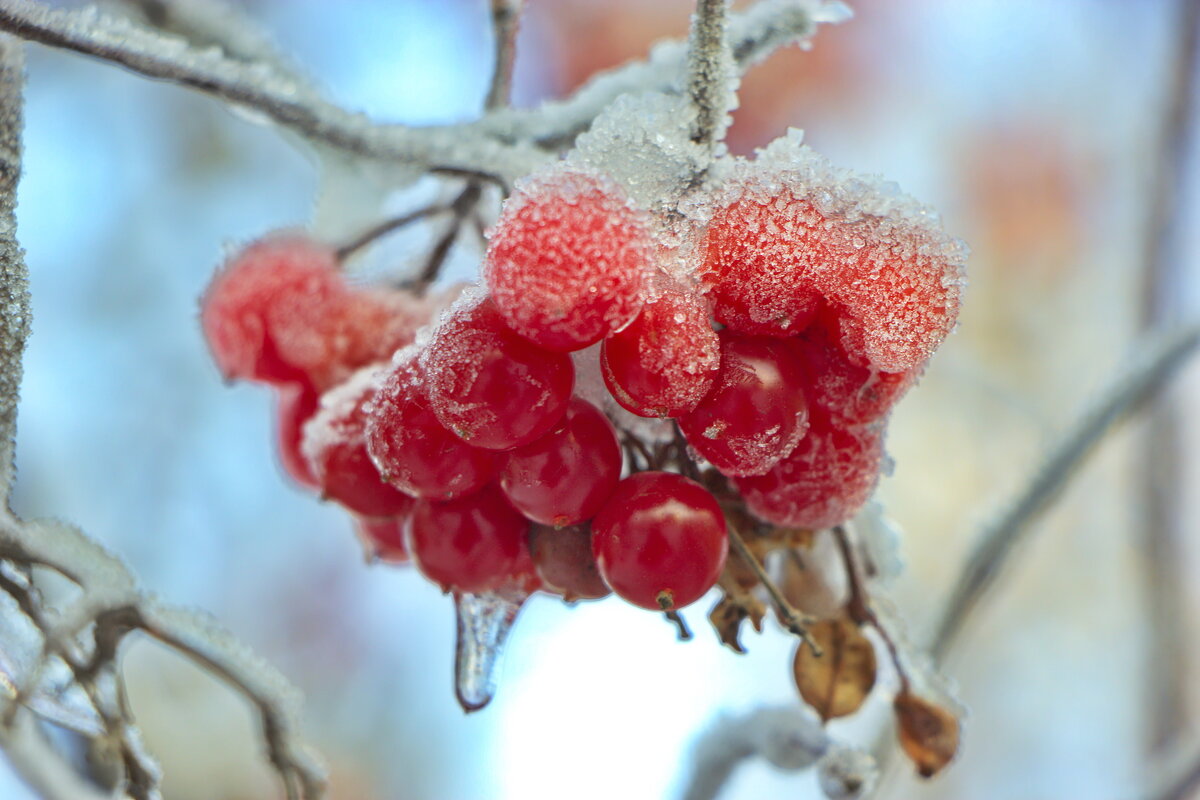 Калина красная. - Анатолий Борисов Калина красная. - Анатолий Борисов