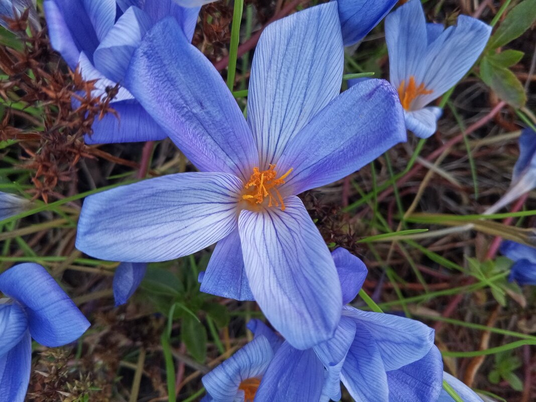 Крокус - Сапсан 