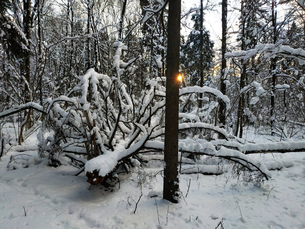 Грядут Рождественские морозы, но пока -2 - Андрей Лукьянов