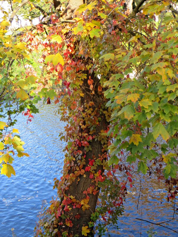 осень - марта Камушкина