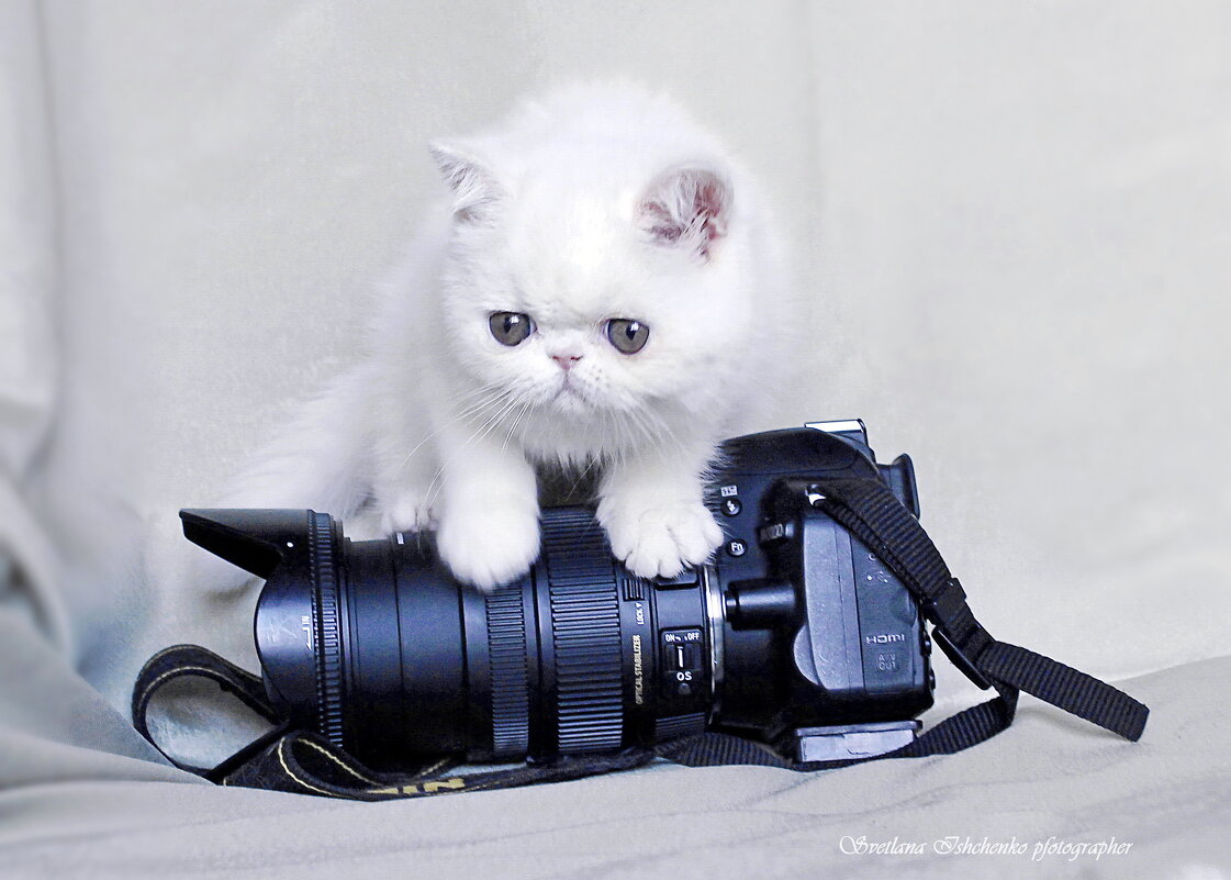 ... - Светлана Ищенко