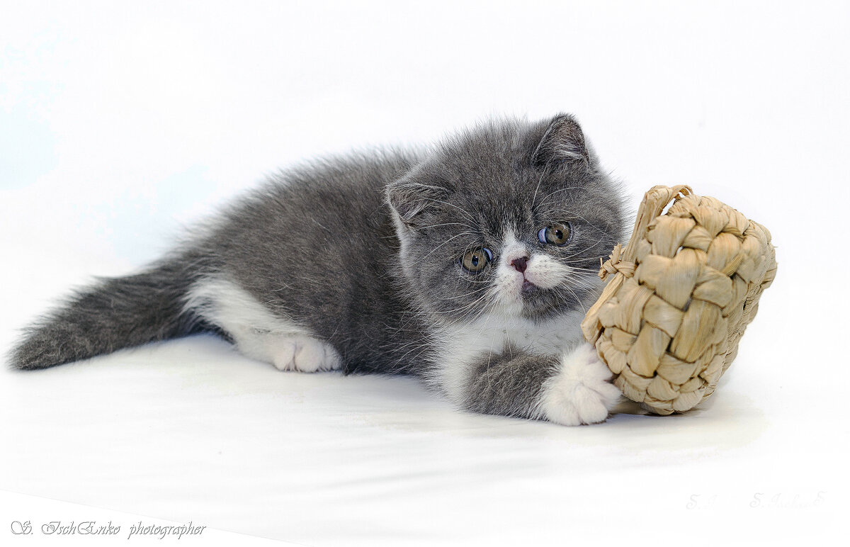 ... - Светлана Ищенко