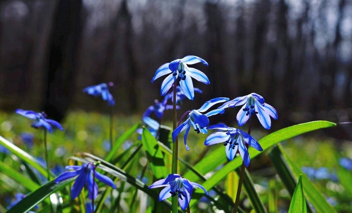 ...весенние "фонарики"... - Александр Герасенков