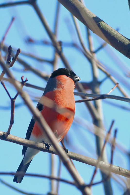 Где же моя ненаглядная, где? - Татьяна Бравая