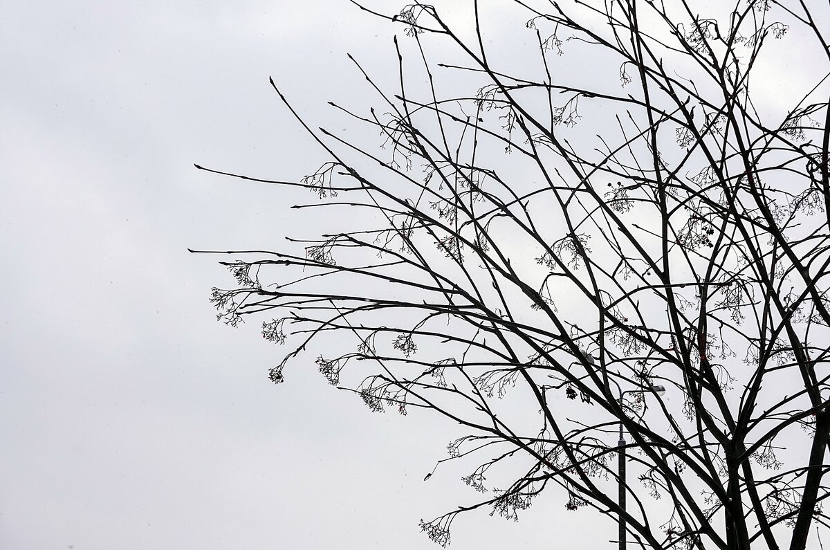 Свиристели улетели - Валерий Иванович