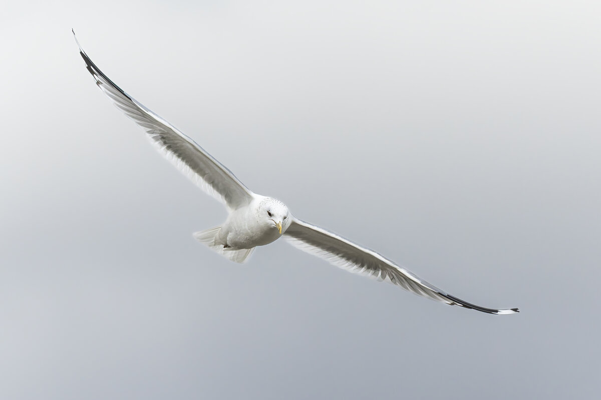 чайка - юрий макаров