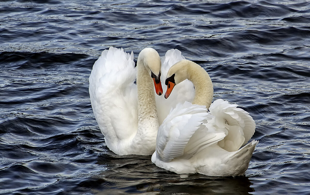 Одна влюбленная пара - Андроник Александр 