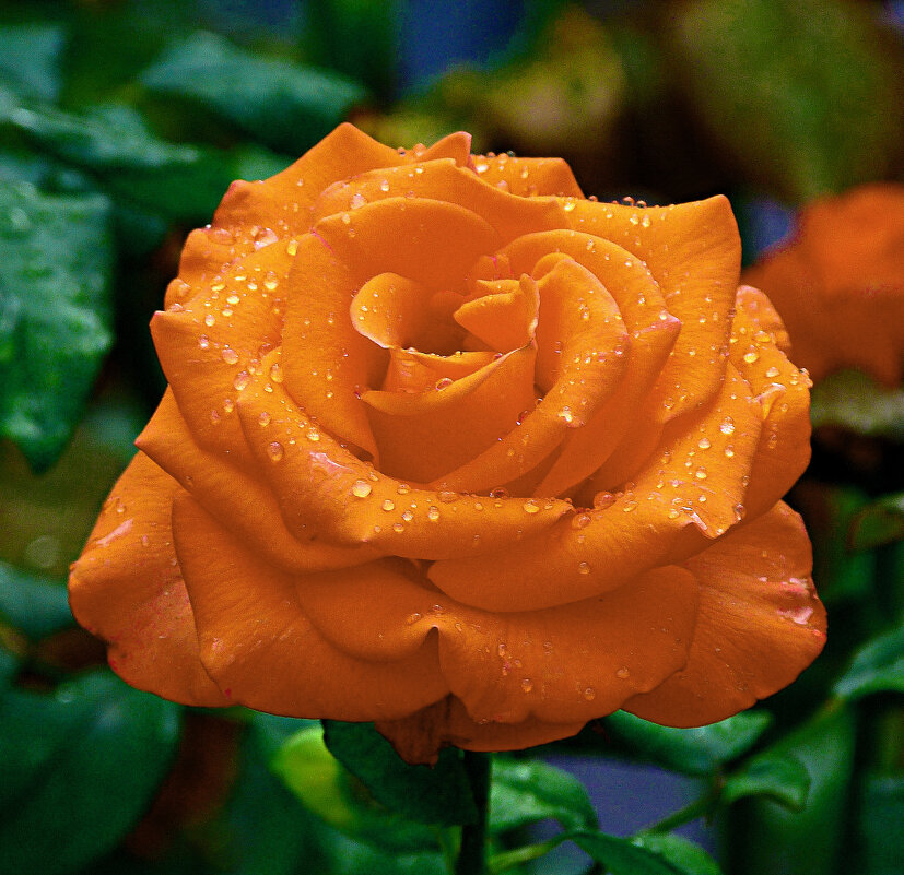 Оранжевая  Флорибунда - Валентин Семчишин