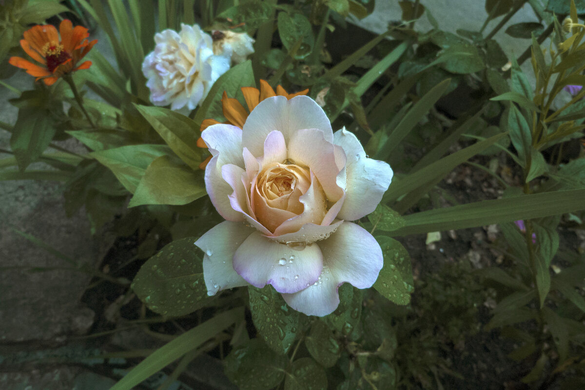 Глория  Дэй - Валентин Семчишин