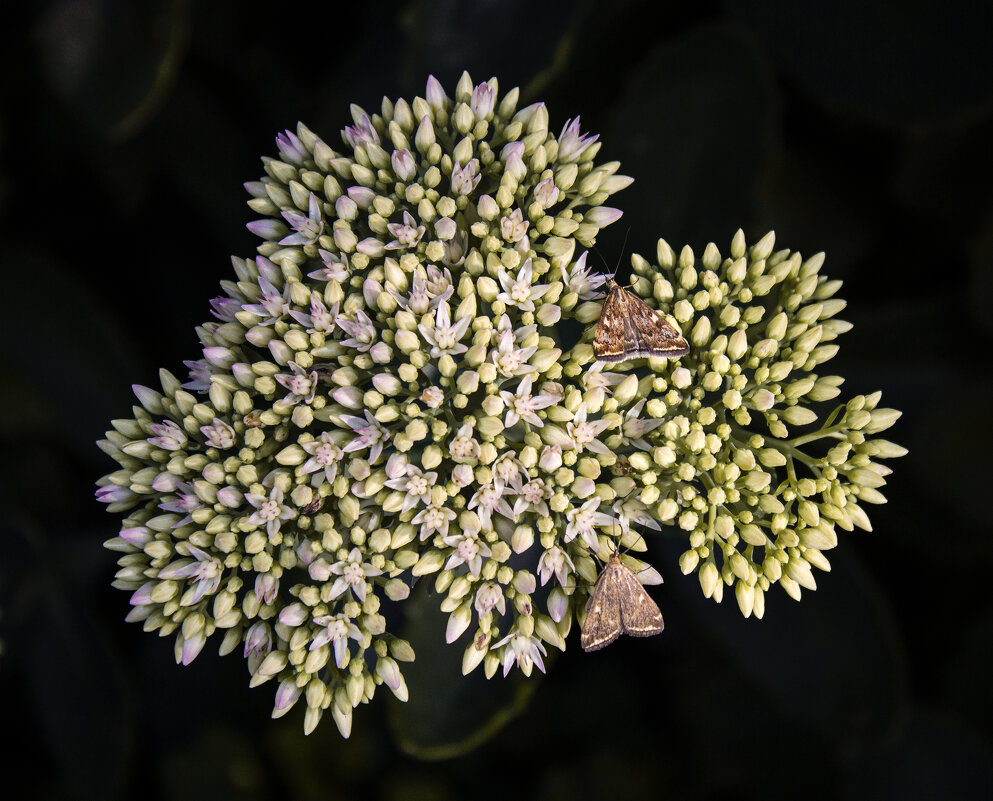 *** - Александр. AVG100 ---