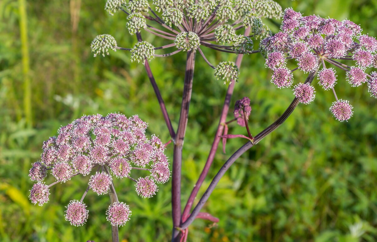 Краски лета. - Алексей Трухин