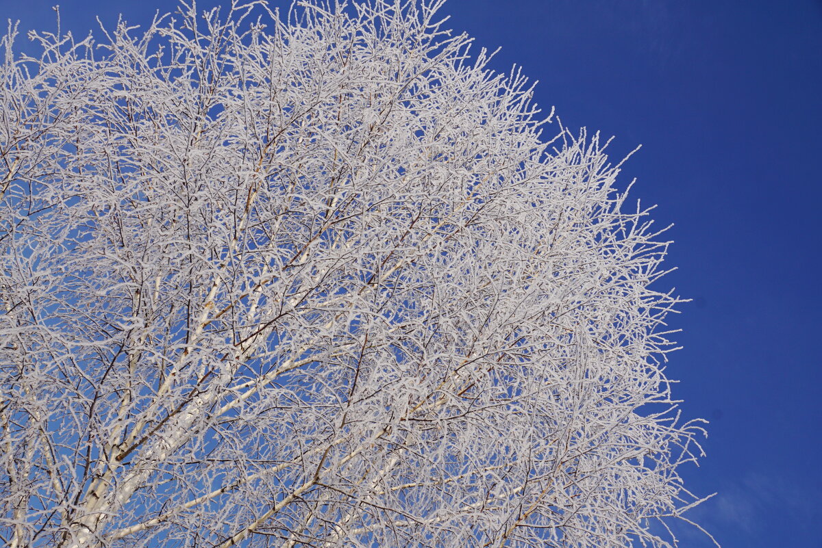Зимняя красота - Наталия Григорьева Зимняя красота - Наталия Григорьева