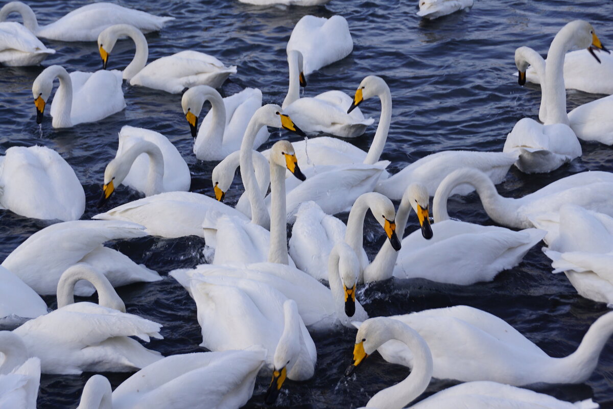 Лебеди на зимовке.Озеро Светлое,Алтайский край. - Наталия Григорьева Лебеди на зимовке.Озеро Светлое,Алтайский край. - Наталия Григорьева