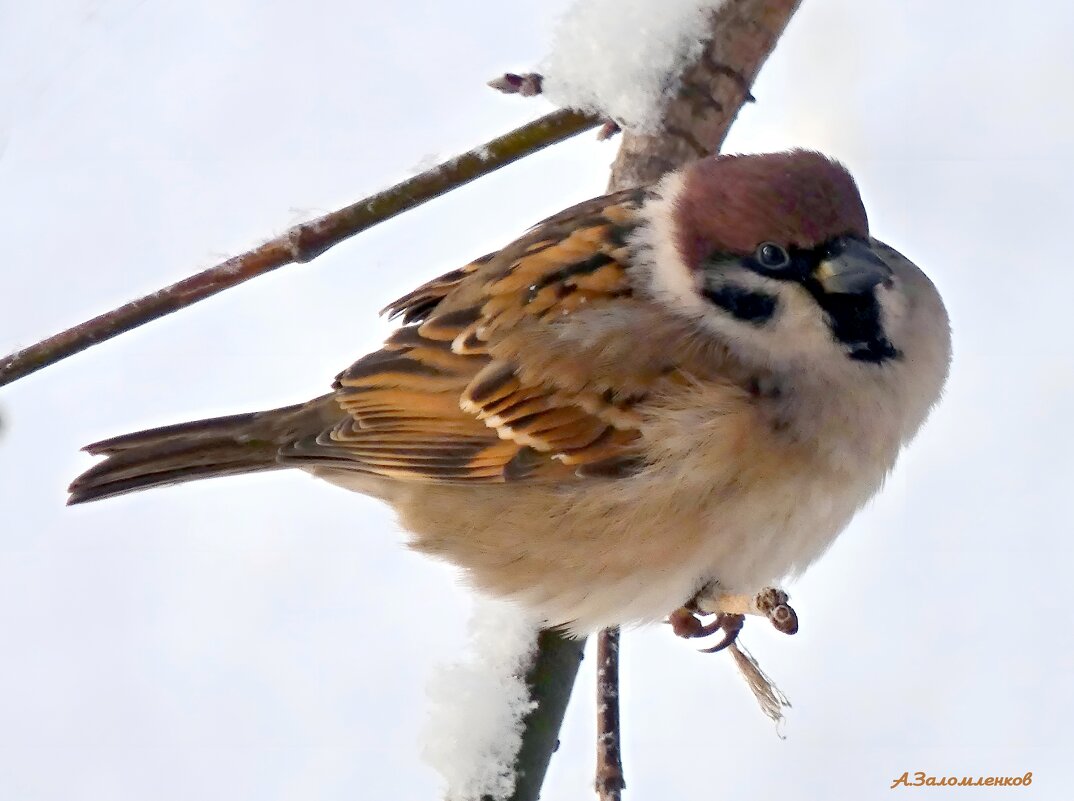 В поисках пропитания... - Андрей Заломленков В поисках пропитания... - Андрей Заломленков