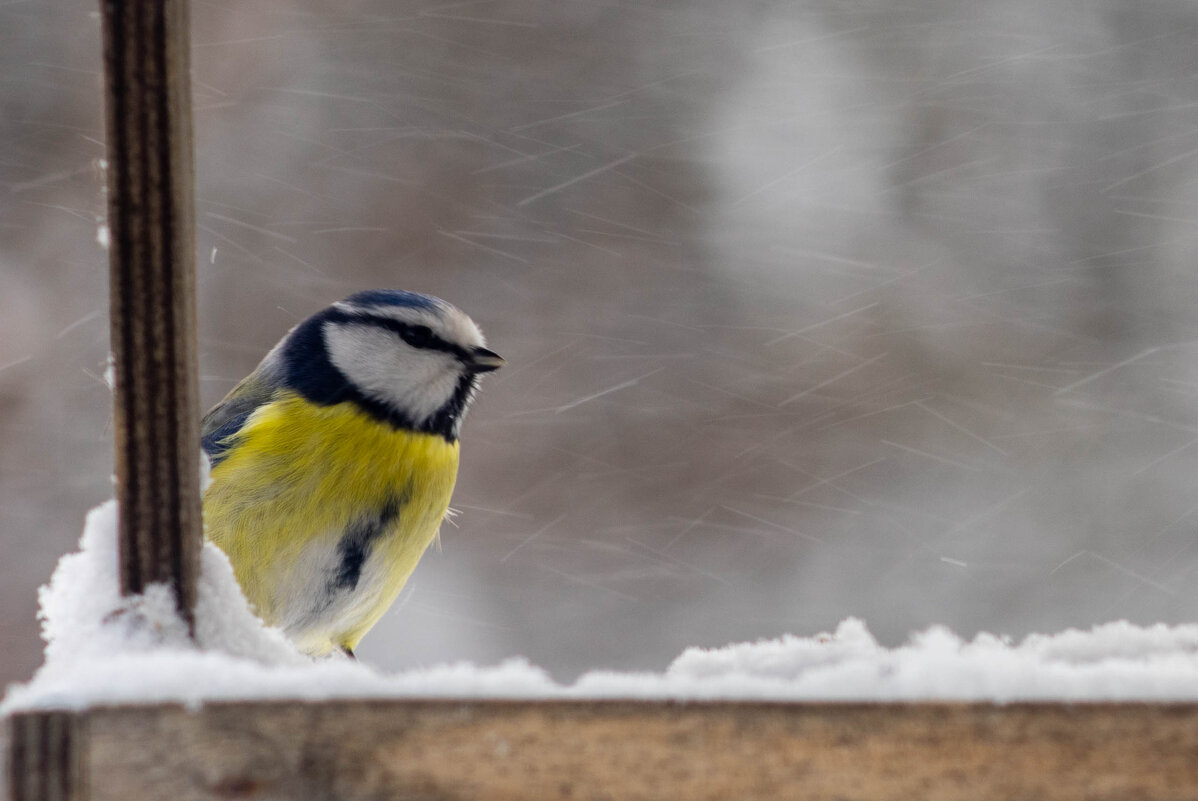 Кормушка 1 - Владимир Иванович
