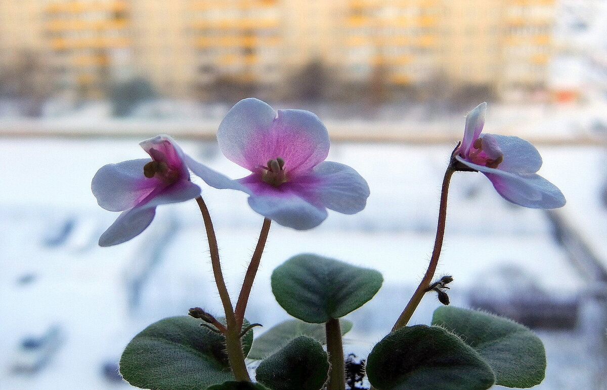 Миниатюрная фиалка сорт ЛЕ-Polkagris, её высота всего 7см. - Люба Миниатюрная фиалка сорт ЛЕ-Polkagris, её высота всего 7см. - Люба