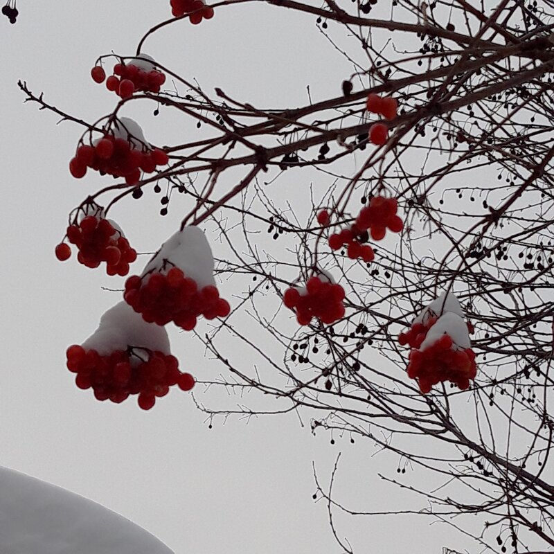 За городом зима - Венера Чуйкова За городом зима - Венера Чуйкова