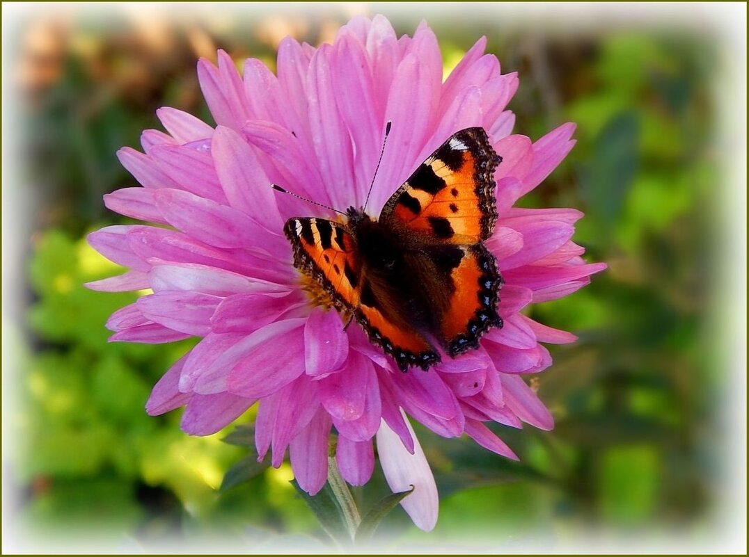 Бабочка крапивница - Валентина Надсон Бабочка крапивница - Валентина Надсон