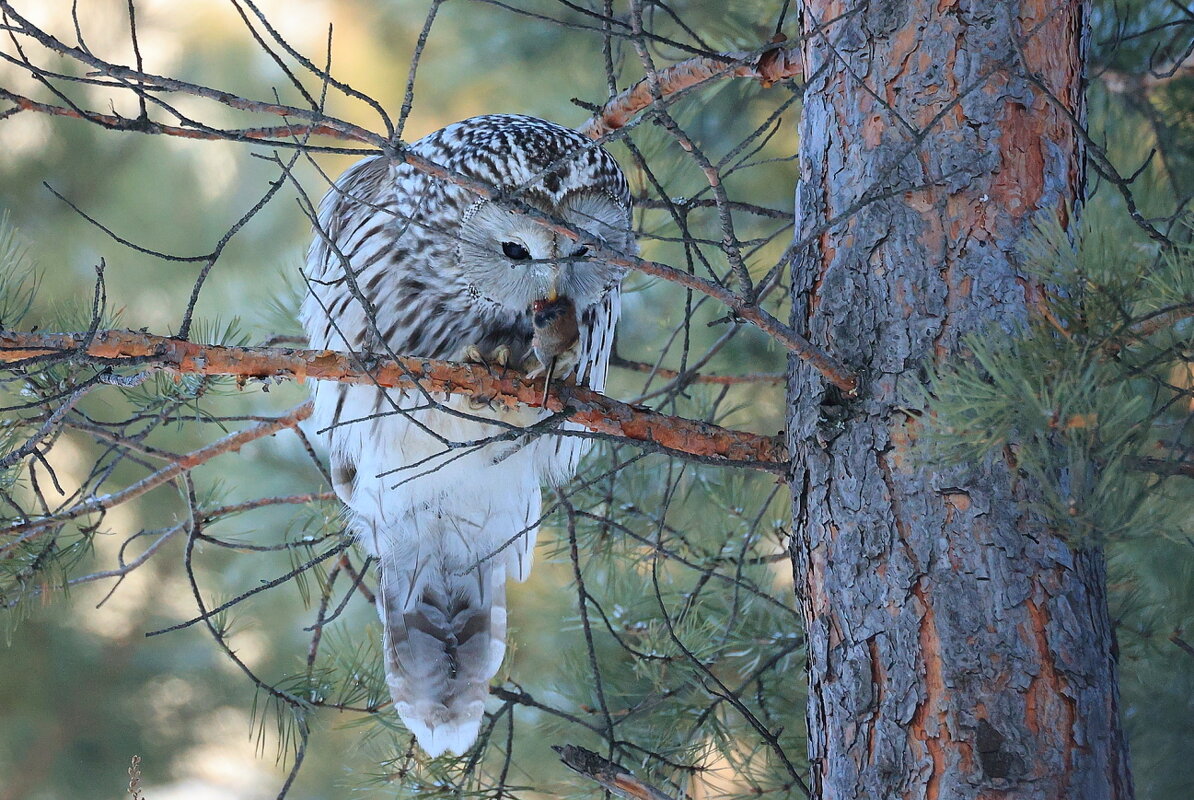 **** - Владилен Панченко